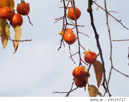 柿の木 19514717