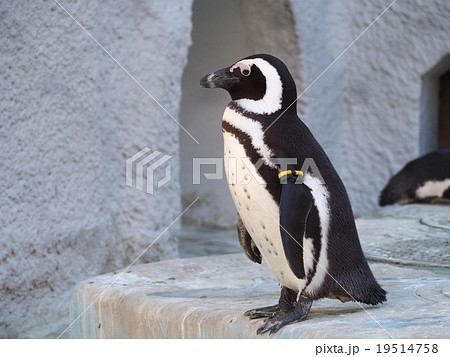 ケープペンギン（上野動物園）の写真素材 [19514758] - PIXTA