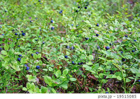 The blueberry bushes in the woods The blueberry bushes in the woods 19515085
