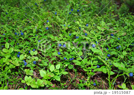 The blueberry bushes in the woods The blueberry bushes in the woods 19515087