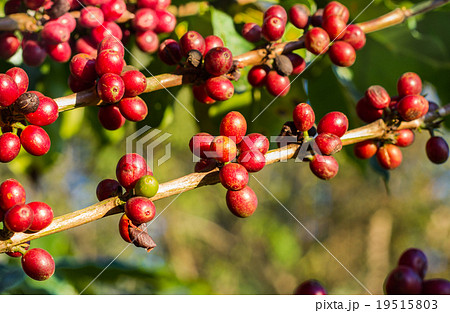 Coffee beans ripening on tree in North of thailand Coffee beans ripening on tree in North of thailand 19515803