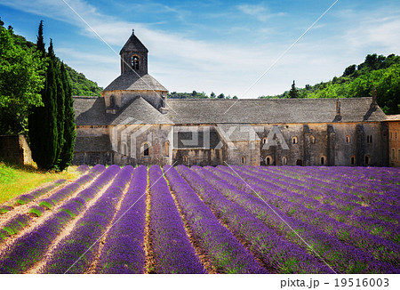 Abbey Senanque and Lavender field, France Abbey Senanque and Lavender field, France 19516003