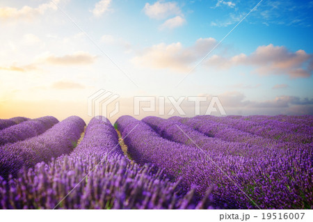 Blooming Lavender field Blooming Lavender field 19516007