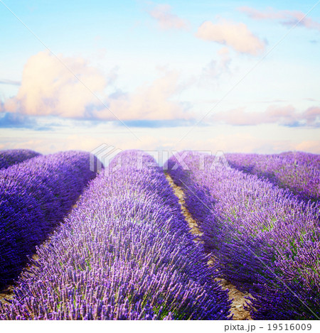 Blooming Lavender field Blooming Lavender field 19516009