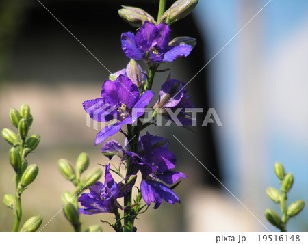 delphinium 19516148