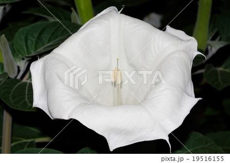 datura 19516155
