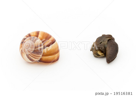 エスカルゴの中身とカラ Escargot And Its Shellの写真素材