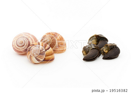 エスカルゴの中身とカラ Escargots And Their Shellsの写真素材