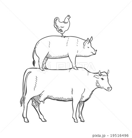 Chicken Pork Cow Farm Animals Vector 19516496