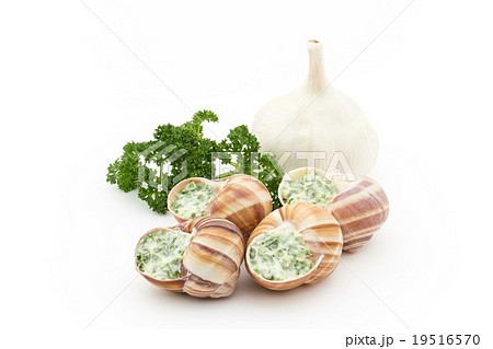 調理前のエスカルゴ: Uncooked escargot 19516570