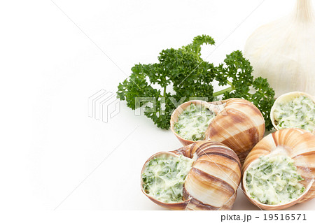 調理前のエスカルゴ: Uncooked escargot 19516571