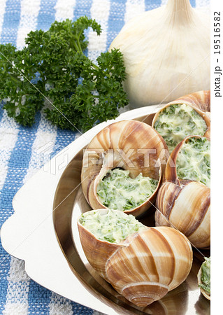調理前のエスカルゴ: Uncooked escargot on escargot plate 調理前のエスカルゴ: Uncooked escargot on escargot plate 19516582