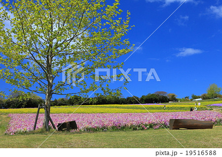 あわじ花さじき あわじ花さじき 19516588