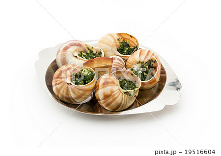 エスカルゴ: Cooked escargot on escargot plate 19516604