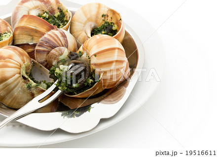 エスカルゴ: Cooked escargot on escargot plate 19516611