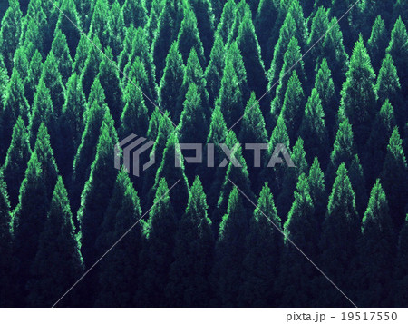 津江の杉林 津江の杉林 19517550