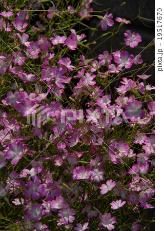 コムギセンノウ コムギセンノウ 19517670