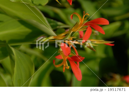 ダンドク　 19517671