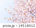 桜（空バック） 19518012