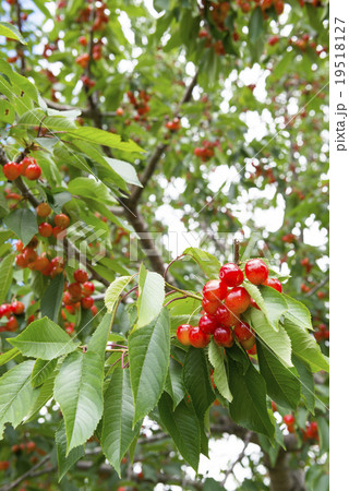 さくらんぼ（果樹園） 19518127