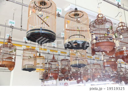 シンガポール　バードシンキング 19519325