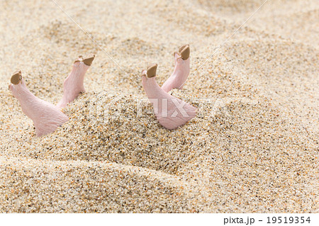 砂に埋もれているブタ: Pig burried in the sand 19519354