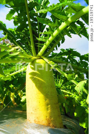 青首大根 青首大根 19519741