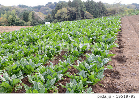 ホウレンソウ畑 19519795