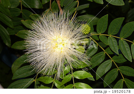 カリアンドラ・ハエマトケファラ カリアンドラ・ハエマトケファラ 19520178