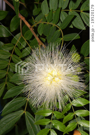 カリアンドラ・ハエマトケファラ 19520179