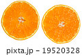 みかん　断面　白背景 19520328