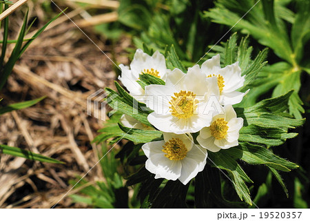 千畳敷カール　チングルマ 19520357