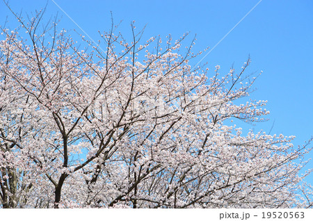 桜 19520563