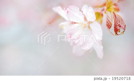 桜 桜 19520718