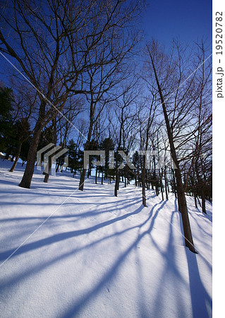 真冬の泉パークタウン雪景色「新雪に映る街路樹の影絵」冬景色 真冬の泉パークタウン雪景色「新雪に映る街路樹の影絵」冬景色 19520782
