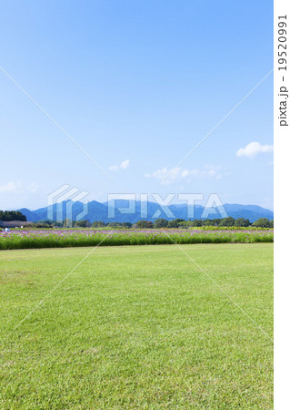 西都原のコスモス畑 19520991