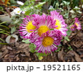 洋菊 19521165