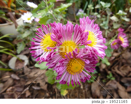 洋菊 洋菊 19521165