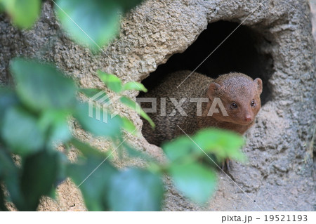 コビトマングース 19521193