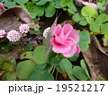 オキザリス 19521217