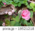 オキザリス 19521218