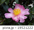 さざんか 19521222
