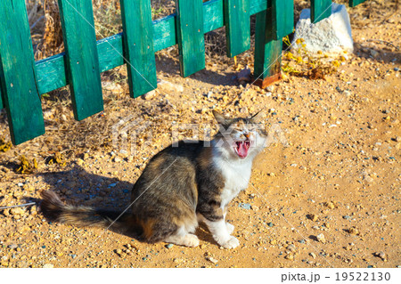 Meowing kitten sitting near fence outdoors 19522130