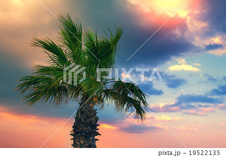 Palm tree against dramatic sky Palm tree against dramatic sky 19522135