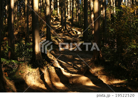 青梅丘陵 青梅丘陵 19522520