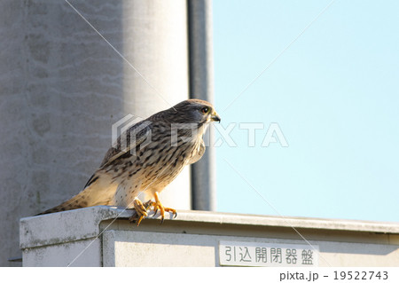 チョウゲンボウ 19522743