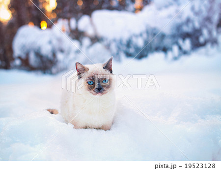 Cute Siamese cat walking in snow 19523128