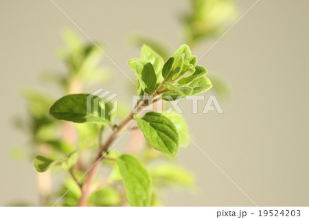 スイートマジョラム 19524203
