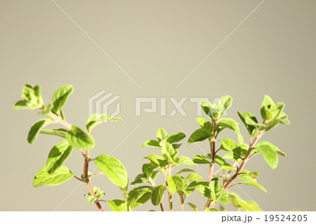 スイートマジョラム 19524205