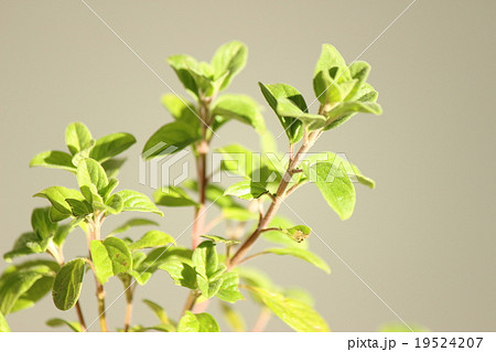 スイートマジョラム 19524207